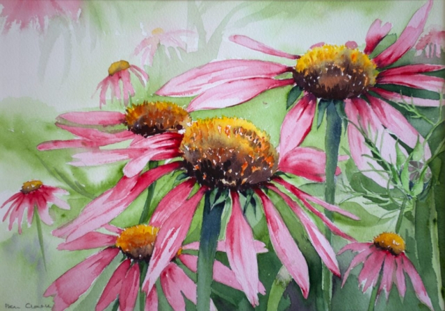 Pam Clark | Echinacea Purpurea | Watercolour | 42x32cm | £130