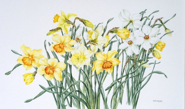Sandra Summers | Daffodil Selection | Watercolour | 80x57cm | £550