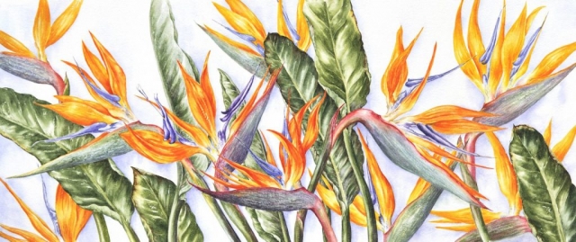 Sandra Summers | Strelitzias | Watercolour | 94x57cm | £700