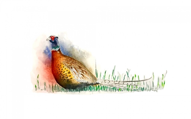 Nick Selby Bennett | Big Fat Smudged Pheasant |