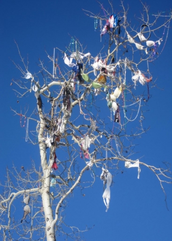 Susannah Hubert | Bra Tree, Jackson Hole, Wyoming | XMAS CARD | Pack x 10 £9
