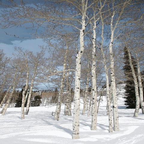 Susannah-Hubert-Colorado-Aspens-Limited-edition-Photography