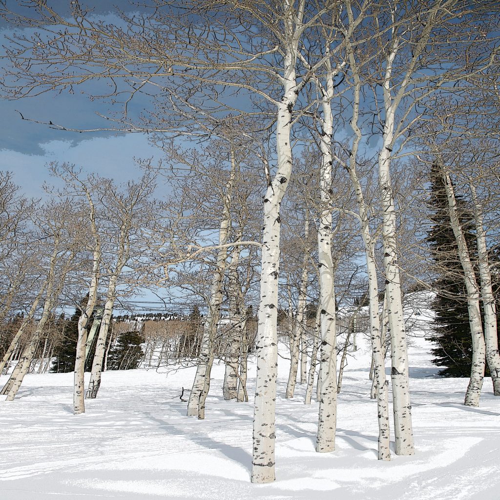 Susannah-Hubert-Colorado-Aspens-Limited-edition-Photography