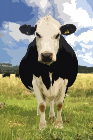 Susannah Hubert | Cow on Egdon Heath | Photography