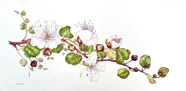 Watercolour by Sandra Summers