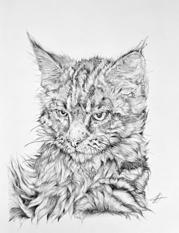 Maine Coon by Laurel Belverstone | Ballpoint pen | £150
