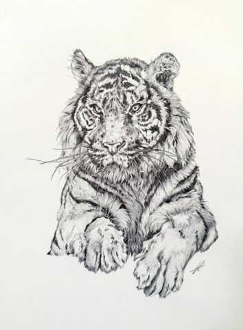 Tiger by Laurel Belverstone | Ballpoint pen | £200